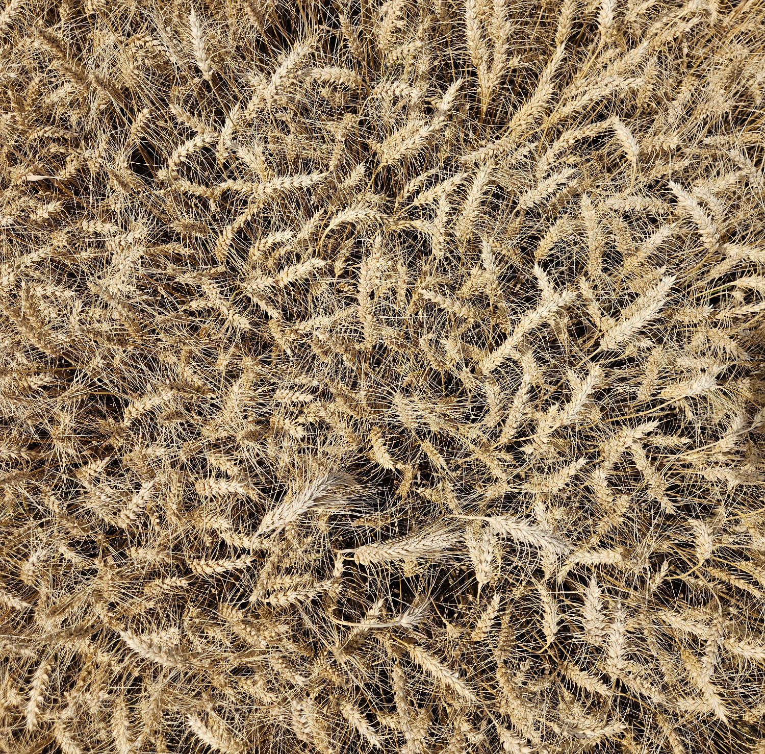 Closeup of wheat in a field.